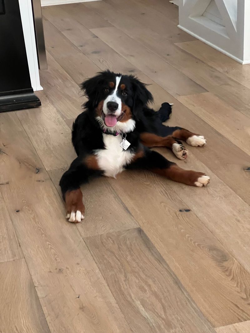 Image dipicting Hardwood & Engineered